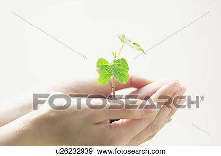 Cotyledons View Large Photo Image Stock Photo - Cotyledons. Fotosearch