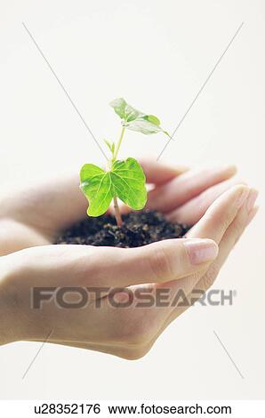 Cotyledons View Large Photo Image Stock Photograph - Cotyledons. Fotosearch