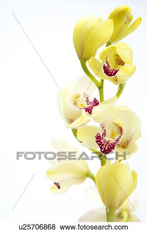 Stock Photo - Cymbidium Orchid. Fotosearch