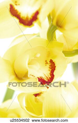 Cymbidium View Large Photo Image Stock Image - Cymbidium. Fotosearch