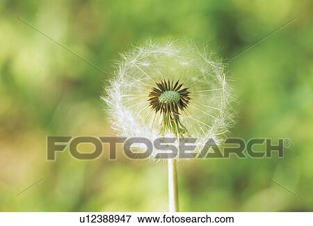 Stock Photo - Dandelion. Fotosearch