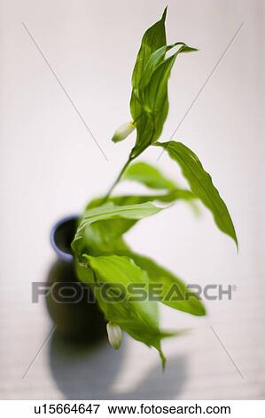 Disporum sessile View Large Photo Image Stock Photo - Disporum sessile. Fotosearch