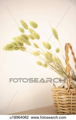 Stock Image - Dried flower. Fotosearch