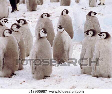 Emperor penguins View Large Photo Image Stock Photo - Emperor penguins. Fotosearch