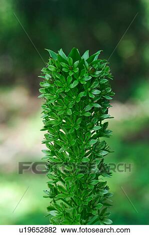 Eucomis comosa View Large Photo Image Stock Image - Eucomis comosa. Fotosearch