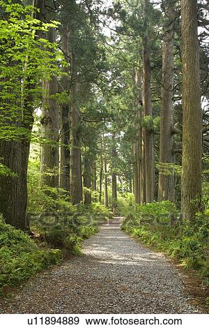 Stock Photo - fuji-hakone-izu national park. Fotosearch