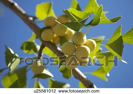 Stock Image - Ginkgo. Fotosearch