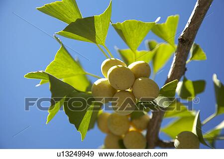 Ginkgo View Large Photo Image Stock Photo - Ginkgo. Fotosearch
