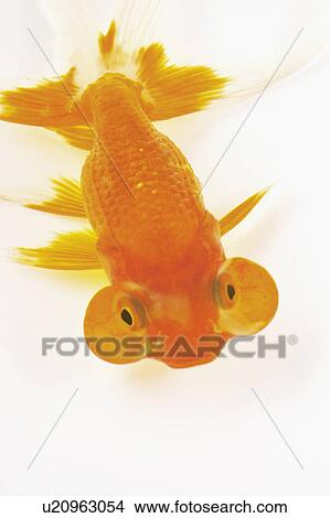 Picture - Goldfish. Fotosearch