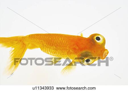 Goldfish View Large Photo Image Stock Image - Goldfish. Fotosearch