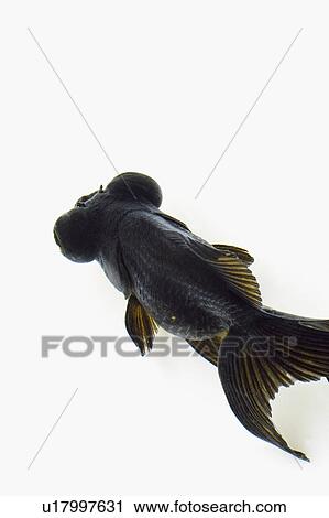 Stock Image - Goldfish. Fotosearch