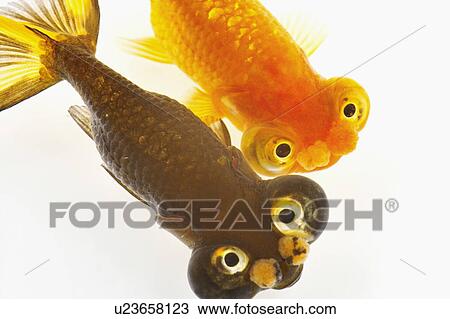 Stock Image - Goldfish. Fotosearch