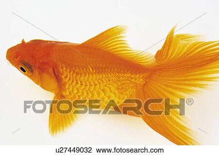 Goldfish View Large Photo Image Stock Image - Goldfish. Fotosearch