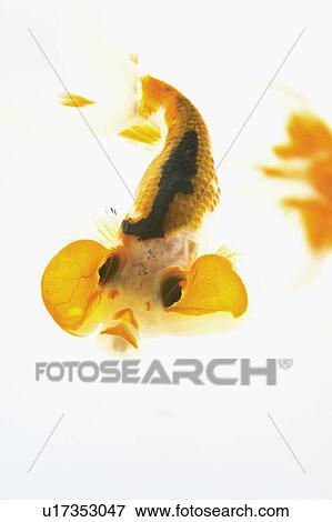 Goldfish View Large Photo Image Stock Photo - Goldfish. Fotosearch