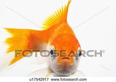 Goldfish View Large Photo Image Stock Photo - Goldfish. Fotosearch