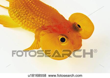 Goldfish View Large Photo Image Stock Photo - Goldfish. Fotosearch