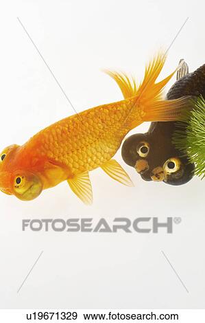 Stock Photo - Goldfish. Fotosearch