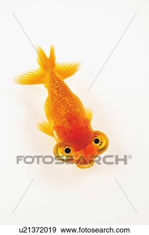 Stock Photo - Goldfish. Fotosearch