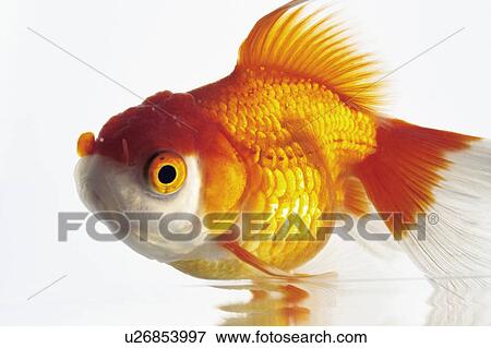 Stock Photo - Goldfish. Fotosearch
