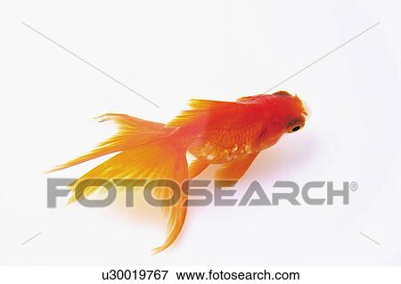 Goldfish View Large Photo Image Stock Photo - Goldfish. Fotosearch