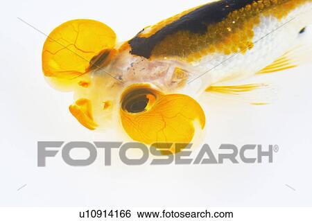 Goldfish View Large Photo Image Stock Photograph - Goldfish. Fotosearch