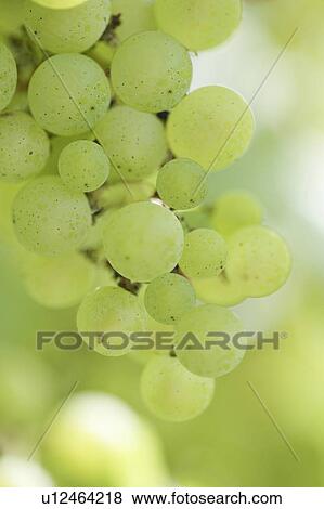 Grapes View Large Photo Image Stock Photo - Grapes. Fotosearch