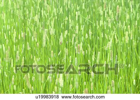 Stock Photo - Grass. Fotosearch