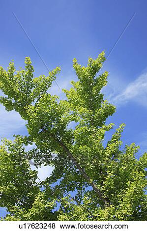 Stock Photo - Green tree. Fotosearch