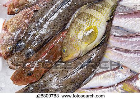 Stock Image - Grouper and rock fish. Fotosearch