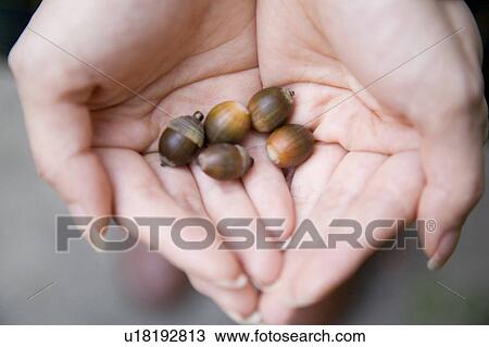 Stock Image - Handful of acorns. Fotosearch