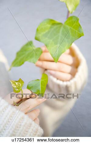 Hands holding a vine View Large Photo Image Stock Image - Hands holding a vine. Fotosearch