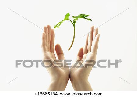 Picture - Hands up with seed leaf. Fotosearch