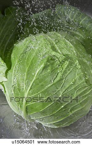 Head of Cabbage View Large Photo Image Stock Image - Head of Cabbage. Fotosearch