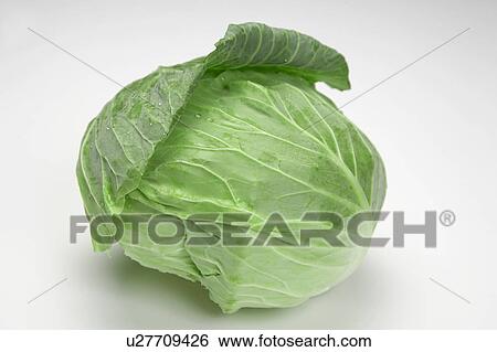 Stock Photograph - Head of Cabbage. Fotosearch