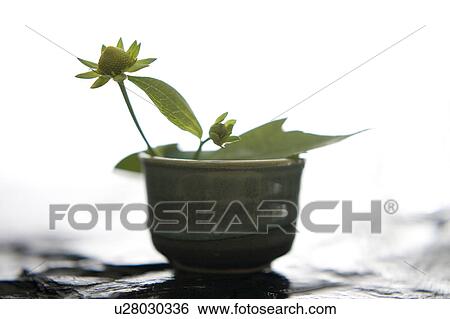 Stock Photograph - Helianthus tuberosus. Fotosearch