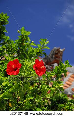 Stock Photography - Hibiscus. Fotosearch