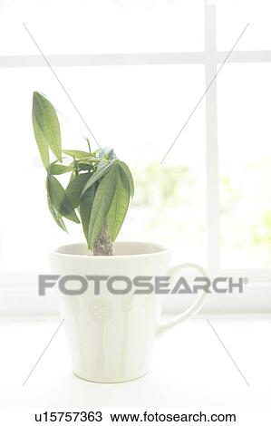 Houseplant in a cup View Large Photo Image Stock Image - Houseplant in a cup. Fotosearch