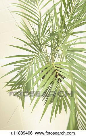Stock Photograph - Houseplant. Fotosearch