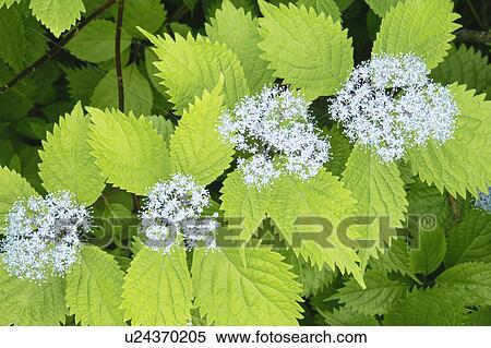 Stock Photography - Hydrangea. Fotosearch