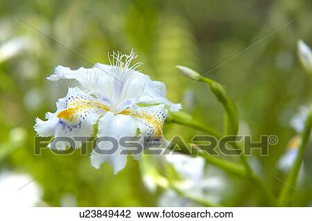 Stock Image - Iris japonica. Fotosearch