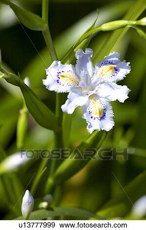 Iris japonica View Large Photo Image Stock Photo - Iris japonica. Fotosearch