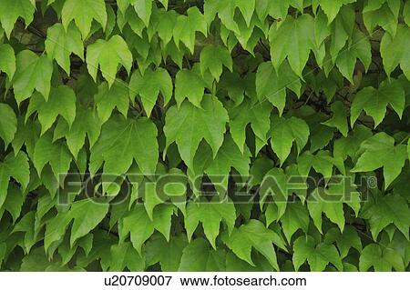 Stock Photo - Ivy. Fotosearch