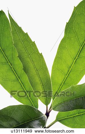 Japanese Aucuba View Large Photo Image Stock Photo - Japanese Aucuba. Fotosearch