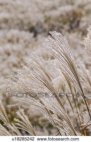 Stock Image - Japanese pampas grass. Fotosearch