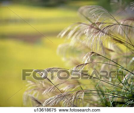 Stock Photography - Japanese pampas grass. Fotosearch