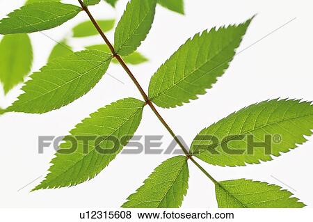Stock Photo - Japanese Rowan. Fotosearch