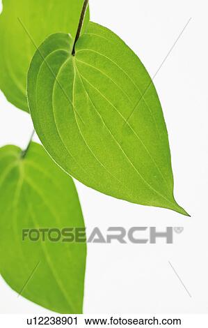 Stock Image - Japanese toad lily. Fotosearch