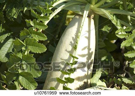 Stock Photo - Japanese white radish. Fotosearch