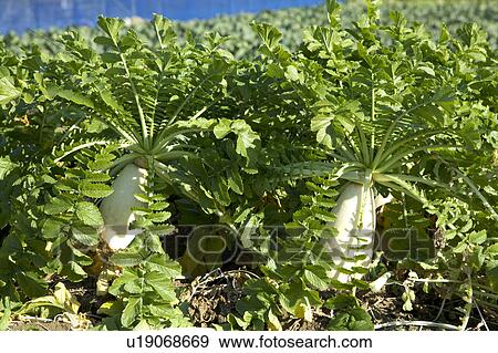 Stock Photo - Japanese white radish. Fotosearch
