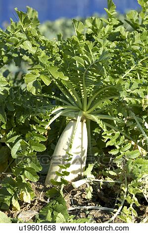 Japanese white radish View Large Photo Image Stock Photo - Japanese white radish. Fotosearch